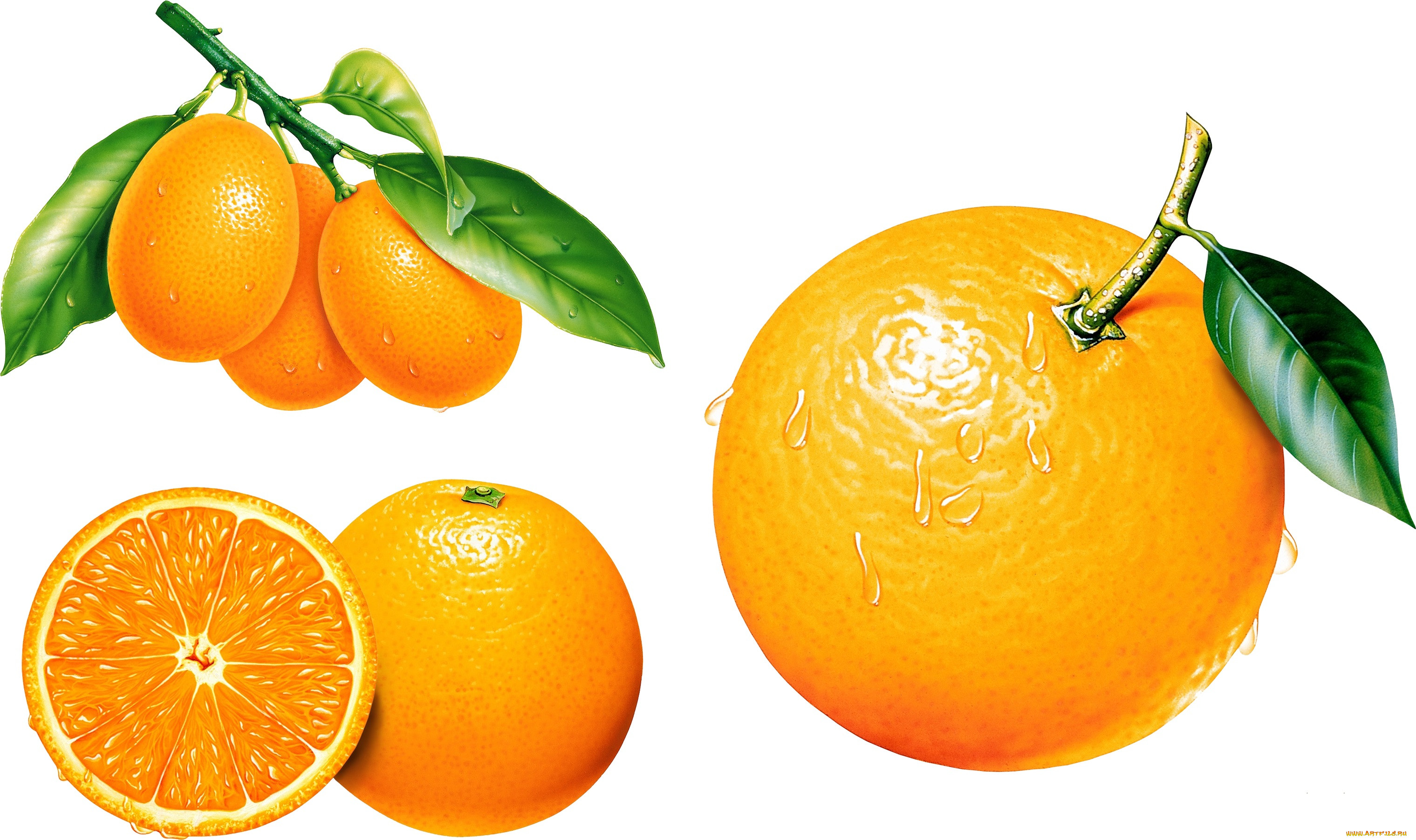 Апельсин вектор
